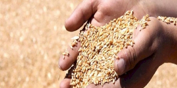 Hasat başladı: TMO hububat fiyatlarını açıkladı