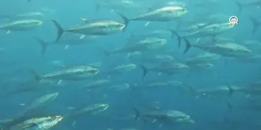 Akdeniz'deki orkinos avcılığı küresel balıkçılığın 2 katı karbon ayak izine neden oluyor