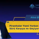 Piranhalar Yemi Yerken Sürü Karşıya mı Geçiyor